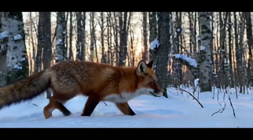 Kandinsky 6.0 Lite video: a red fox trotting through a snowy birch forest at sunrise